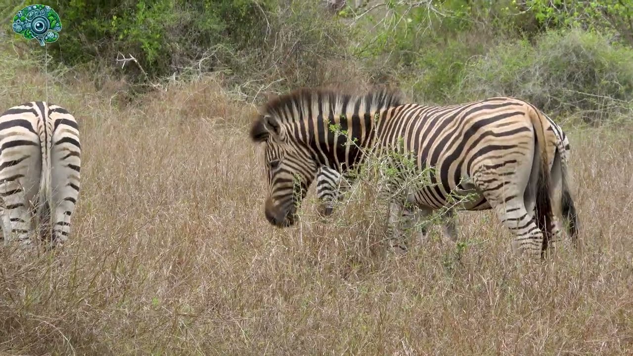 Safari no Parque Kissama em Angola 4k