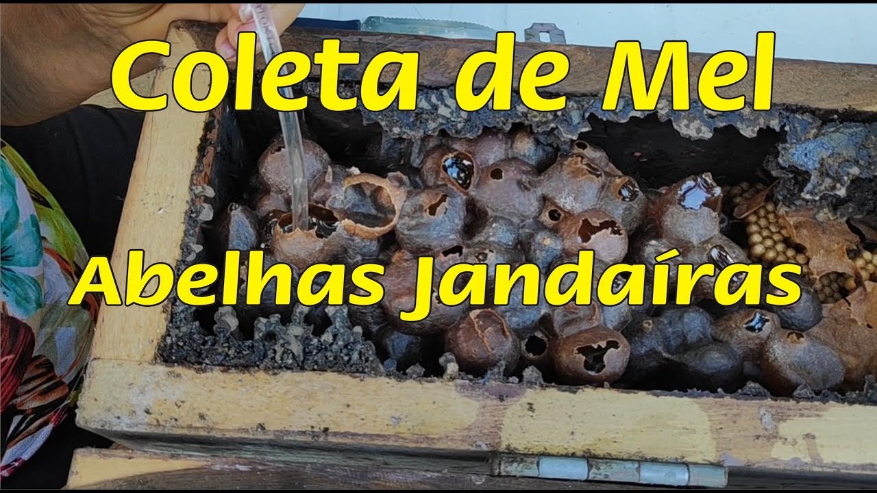 ✅ Abelha Jandaíra - Coleta de Mel