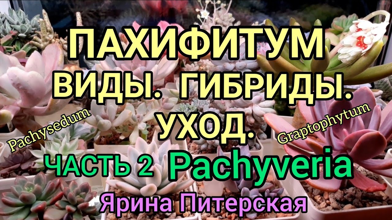 Пахифитум. Виды, Гибриды. Уход. Часть 2. Pachyveria и другие.