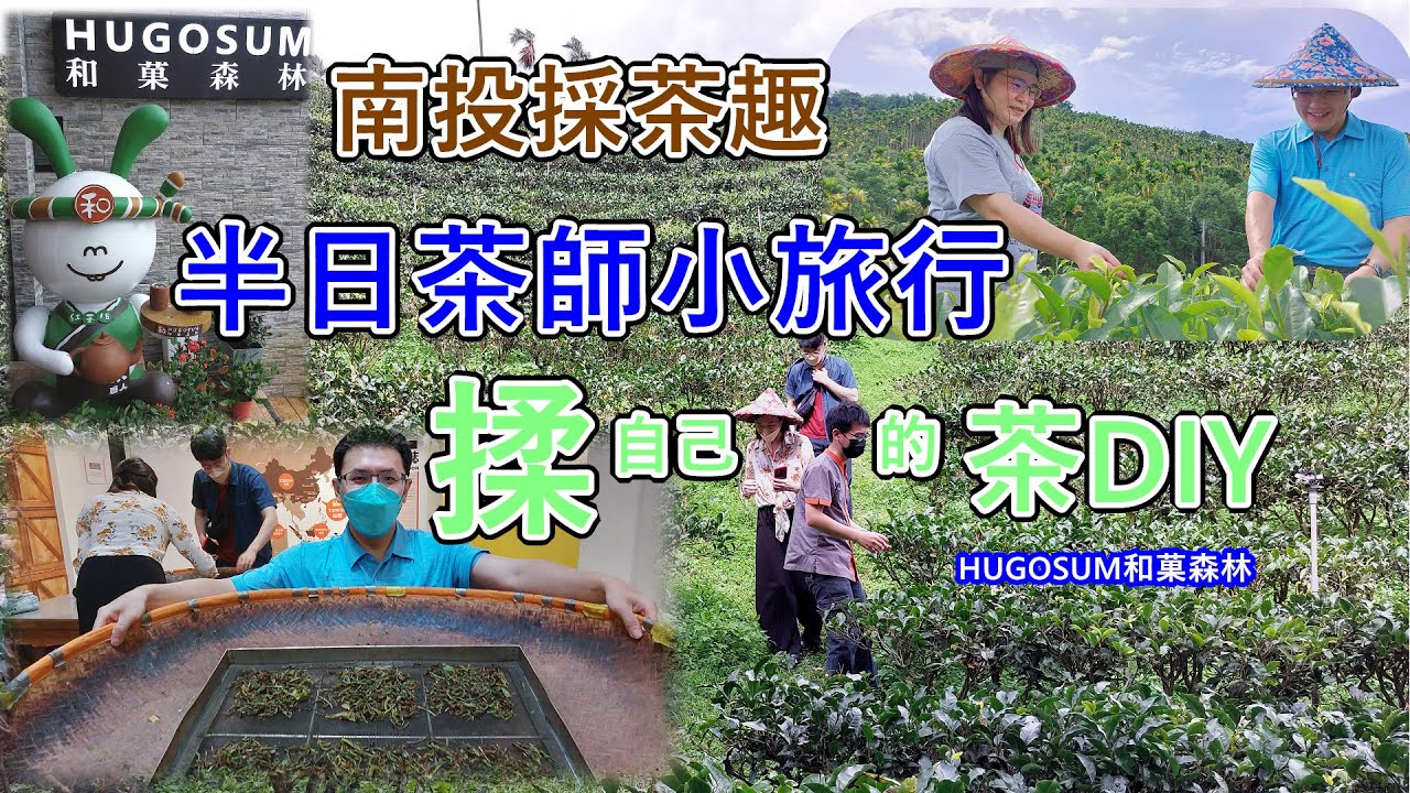 半日茶師小旅行揉茶DIY-HUGOSUM和菓森林｜台灣南投採茶趣 透過每一次用心的揉捻、解塊，讓茶葉有了自己的溫度、自己的性調