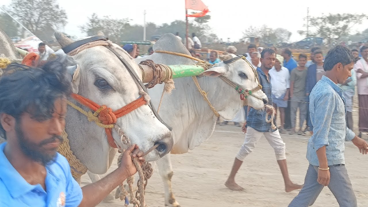 రామగిరి సేద్యపు ఎద్దుల విభాగం బండలాగుడు పోటీల 10వ జత మహేష్ పుల్జాల