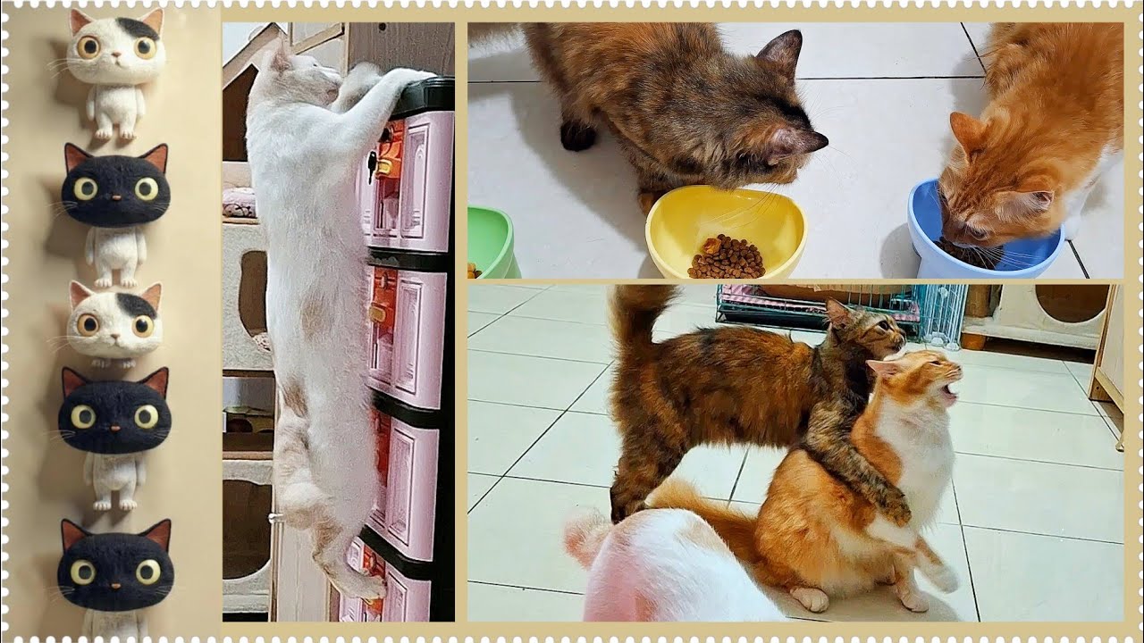 @cc.cutecats CUTE CATS : Playing with A Cat Teaser Toy and Having Breakfast   #cat #cutecat #song 