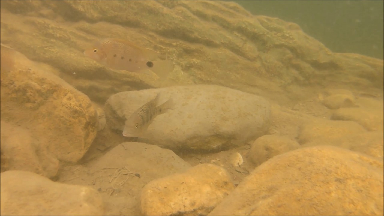 Thorichthys helleri rio chacamax Hotel Nututun in 2017