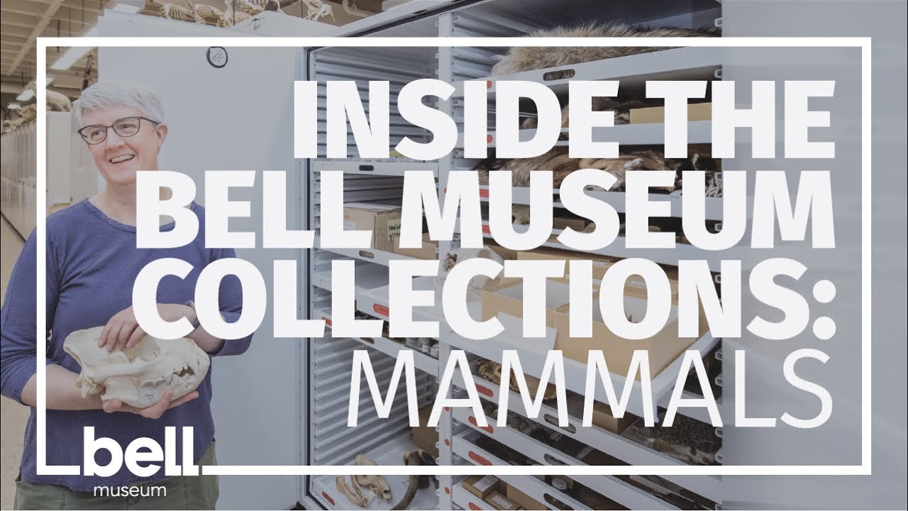 Inside the Bell Museum Collections: Mammals