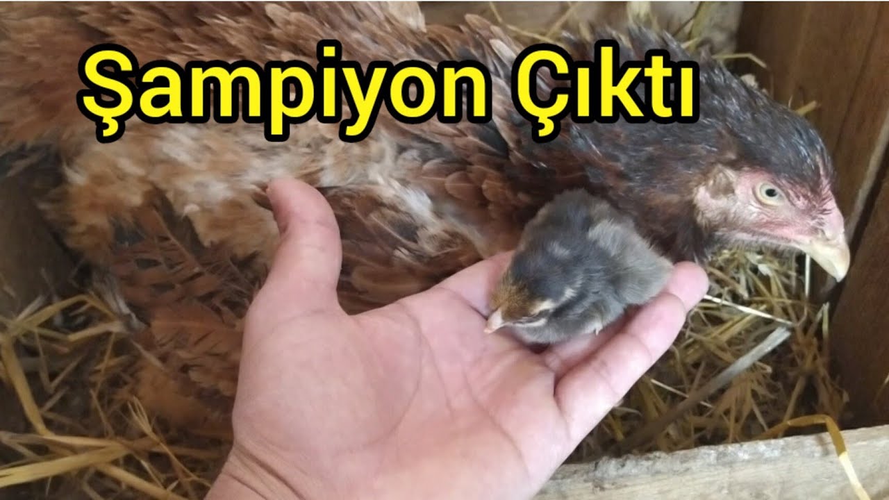 TEK HAYATTA KALAN CİVCİV /HİNTİ İKİNCİYE OTURTTUM