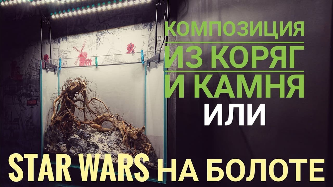 Коряги в аквариуме дизайн. Композиция в Акваскейпе или Star Wars на болоте от Aquayozh