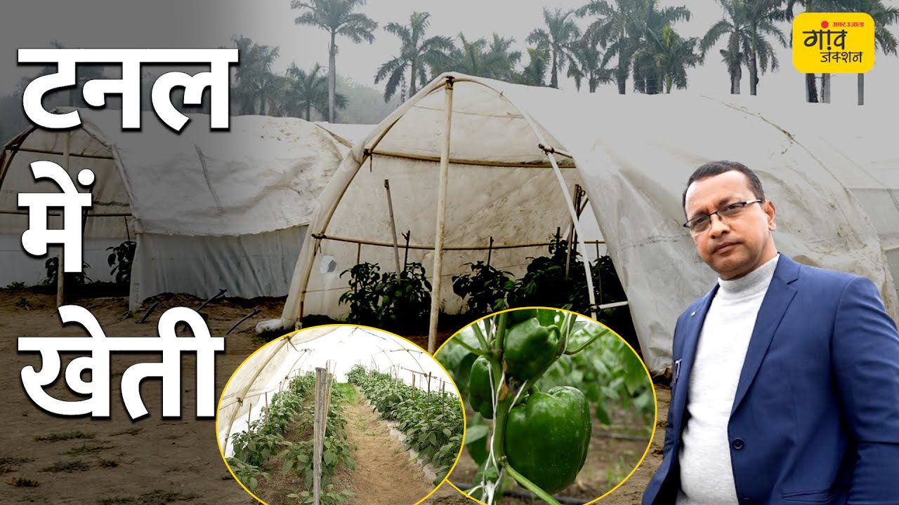 Tunnel farming : किसान ऐसे तैयार करें सस्ता पॉलीहाउस