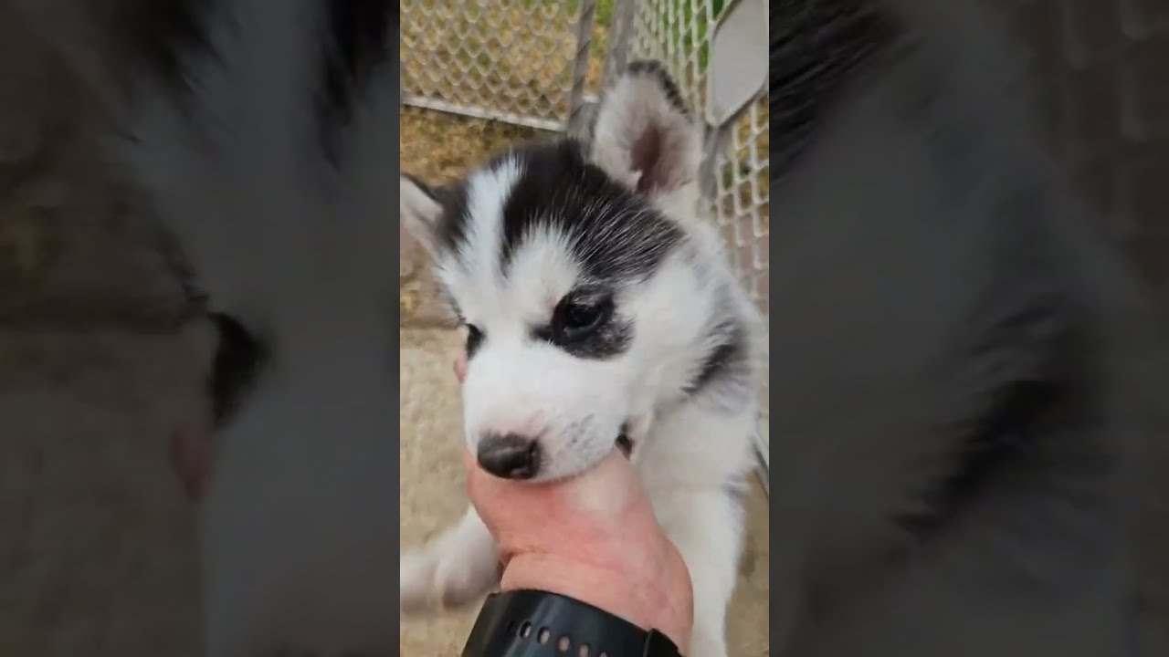 4 weeks old and such Chubby Puppies