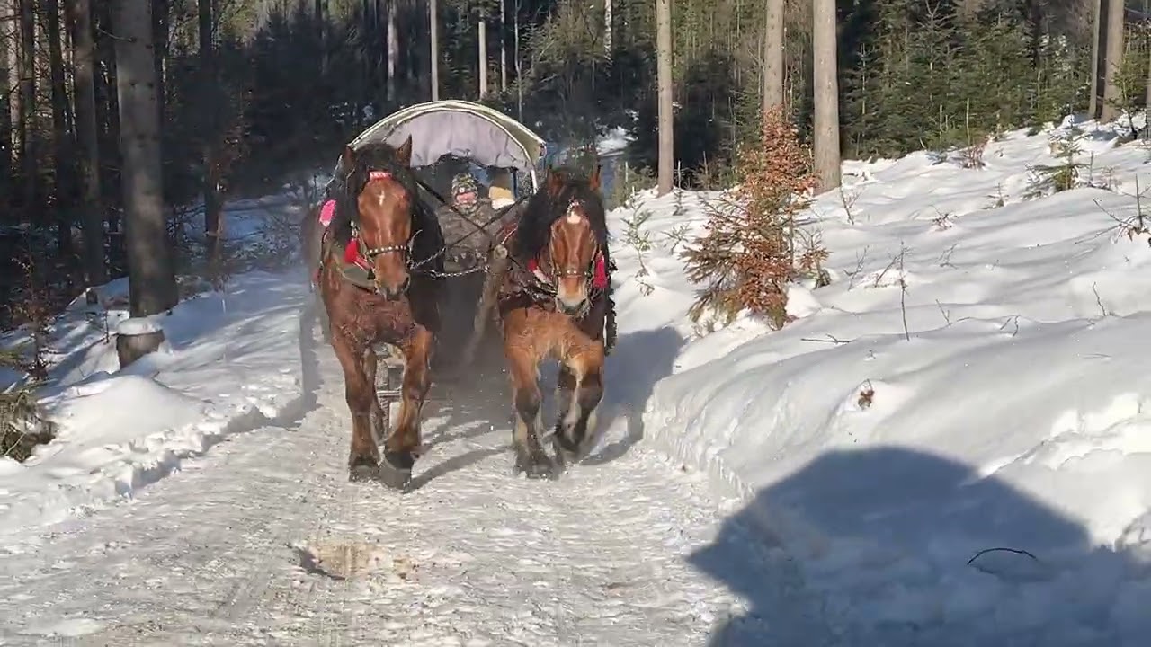 Kulig w Beskidach w Istebnej 18.01.2026