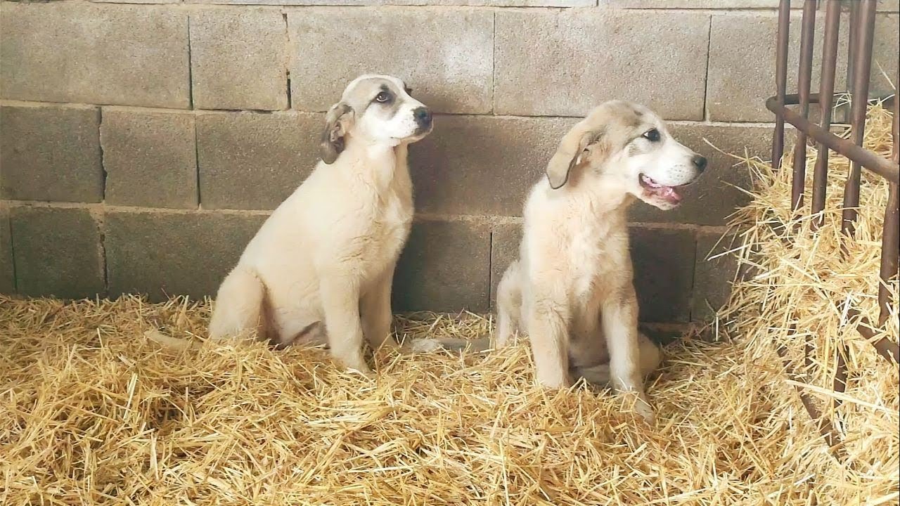 Os presento a los nuevos cachorros y os cuento cosas interesantes de las razas de mastines