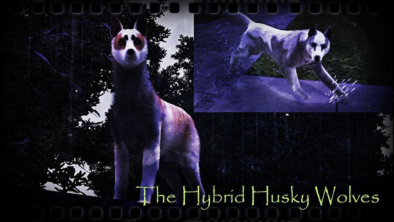 Breeding Hybrid Husky Wolves ~ Kennel AngelPaws! (Sims 3 Pets)