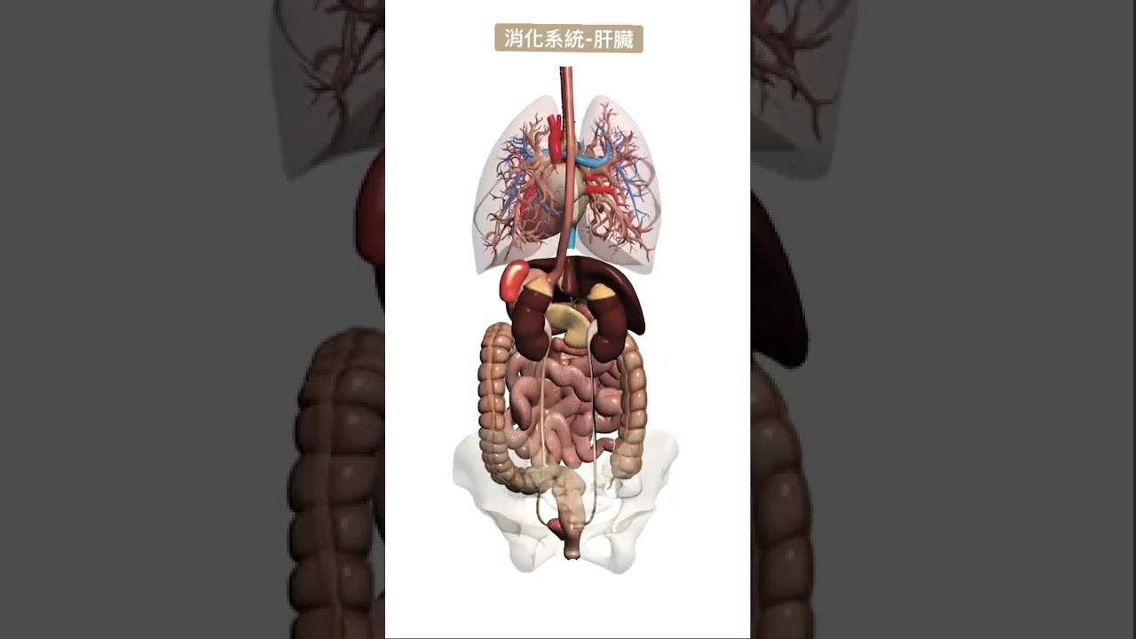 消化系統Digestive system-Fr:Visual Anotomy APP