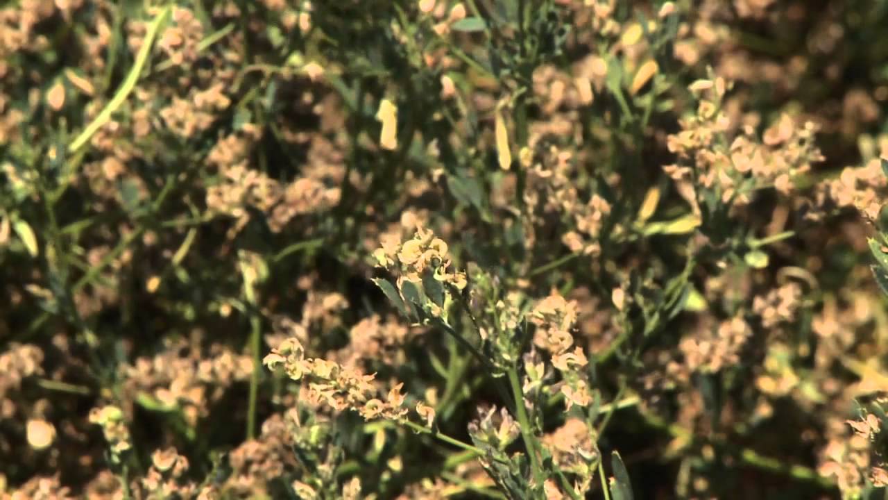 IEOSA - Alfalfa Seed 1