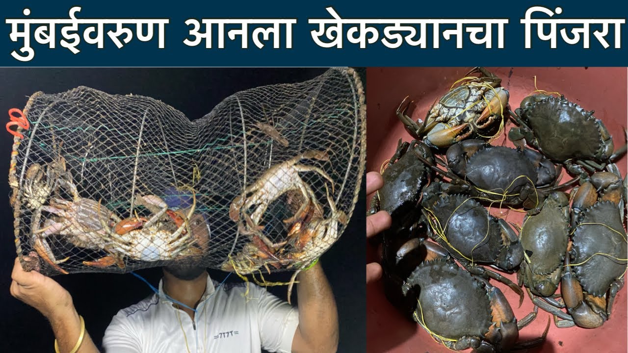 CRAB खेकडे पकडले पिंजरयामधे / crab catching/ hunting/ khekde/chimbori/agrikoli / Ahirani song /uran