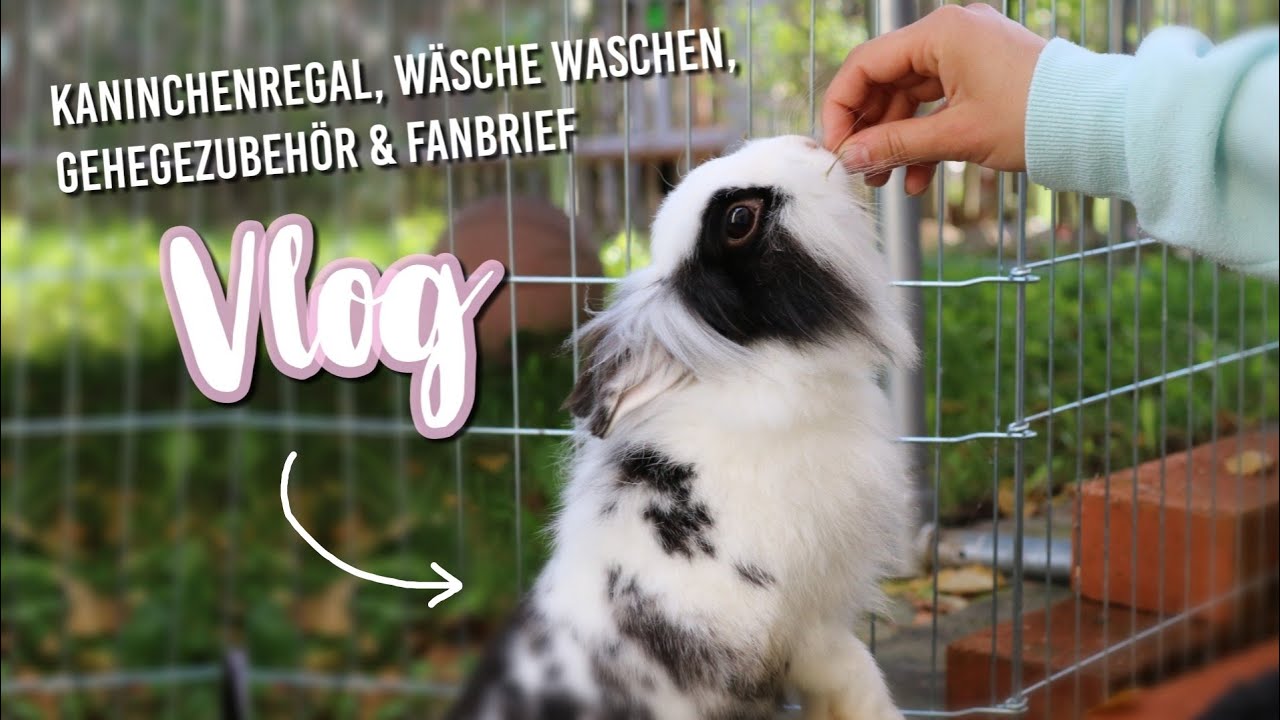 VLOG: Kaninchenregal, Wäsche waschen, Gehegezubehör, Fanbrief | Kaninchenstar