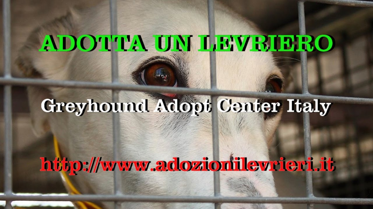 25 Irish Retired Greyhound for GACI Italy April 08 2017