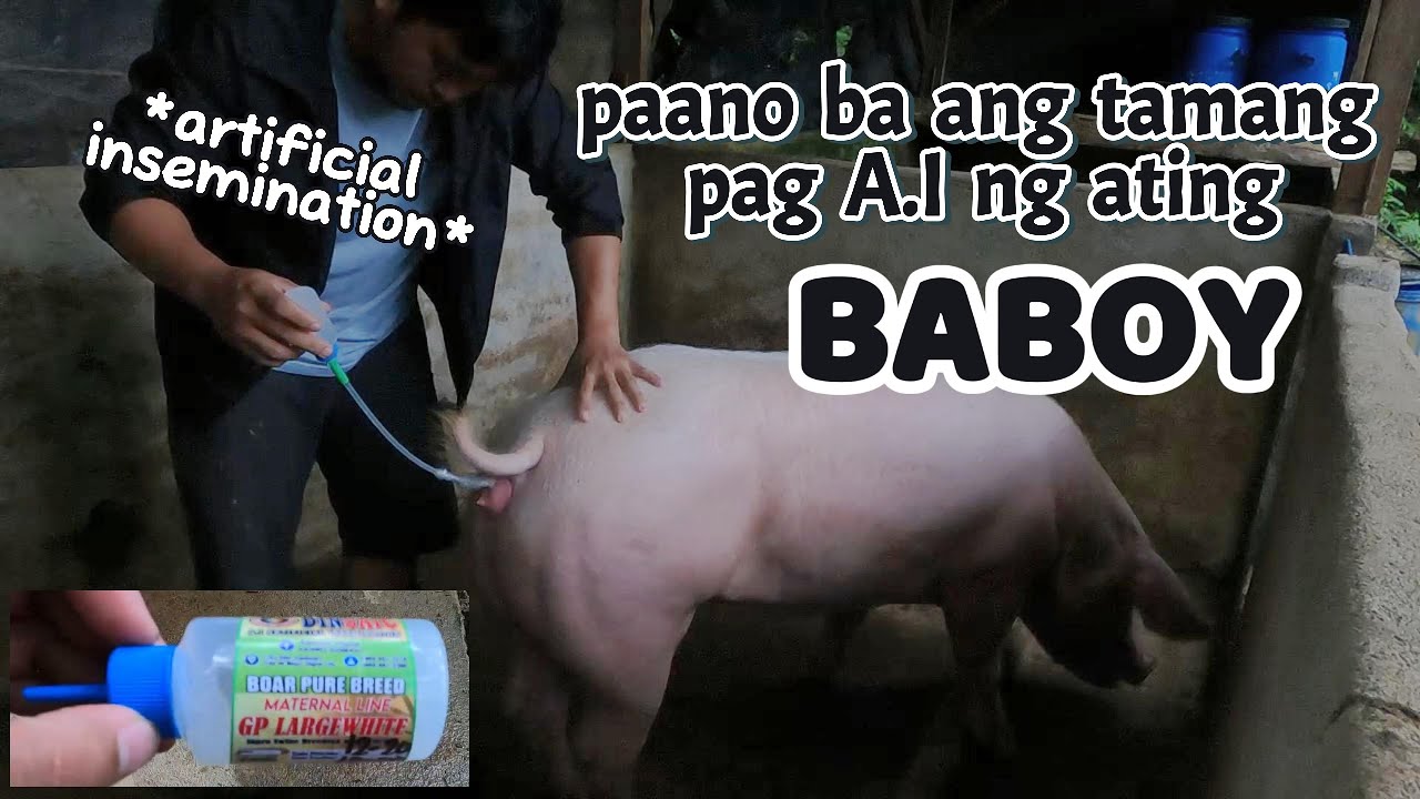PIGGERY BUSINESS | artificial insemination | paano ba mag a.i ng baboy |