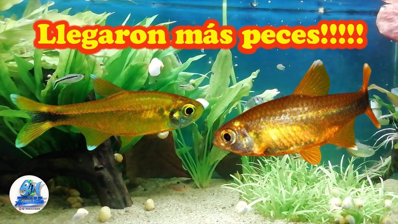 Llegaron nuevos peces al acuario son Tetra Cobre o Tetra Silver tip