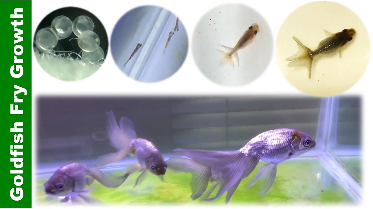 In 5 minutes, Watch Goldfish Grow from Birth to 4 Months Blue Egg Phoenix 👉