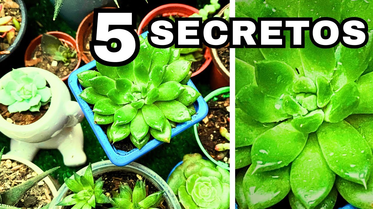 ❤️&iexcl;DESCUBRE! Como CUIDAR SUCULENTAS en CASA | 😲5 SECRETOS que nadie te ha contado!!!