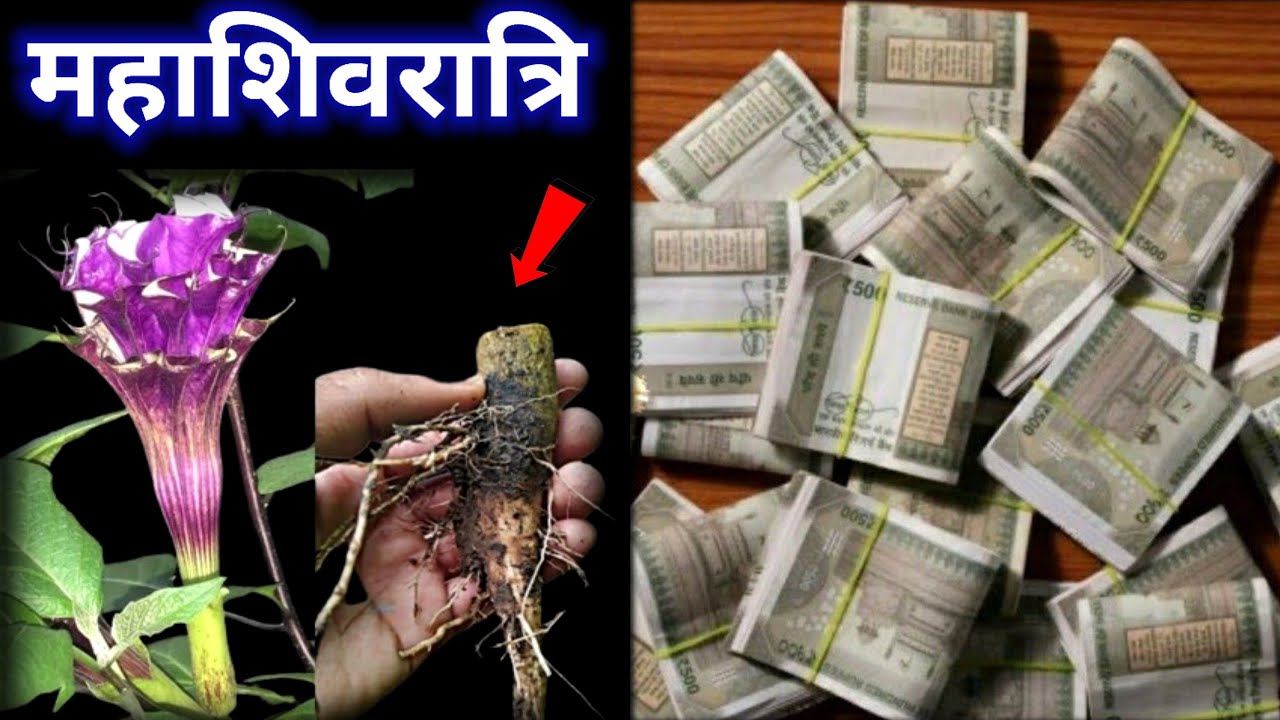 महाशिवरात्रि के दिन इस पेड़ की जड़ गले में धारण करने से तत्काल गरीबी मिट जाएगी..#महाशिवरात्रि_2025