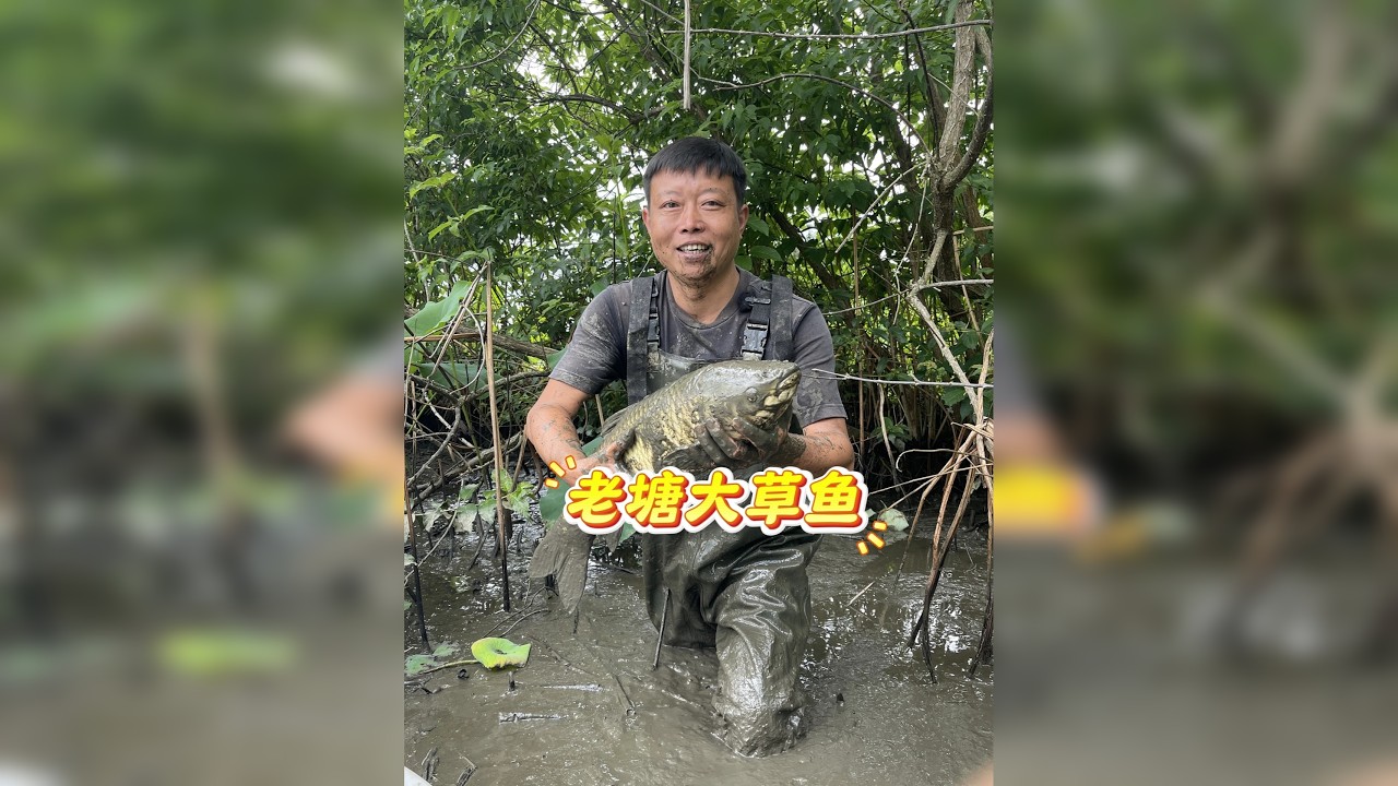 1000块包下农村大厨的老鱼塘，没想到里面的鱼这么大