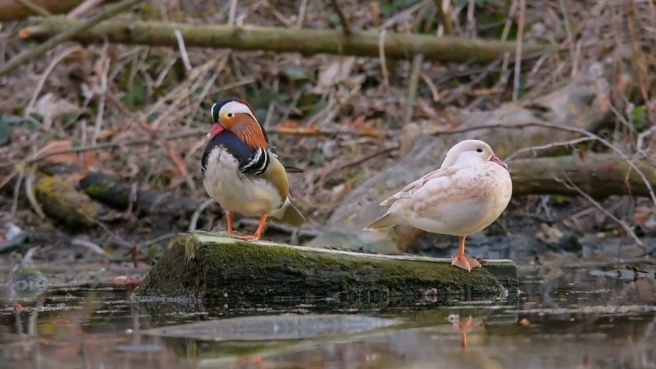 Kačička mandar&iacute;nska Bernol&aacute;kovo (mandarin duck, Aix galericulata)