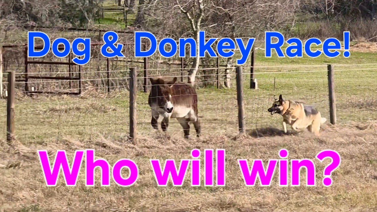 Dingo races the donkey!  Who wins the race?