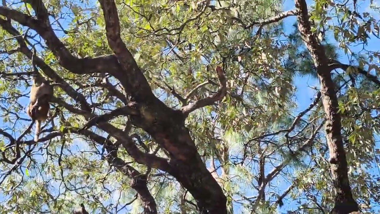 यूं हुआ अचानक हमला! मोबाइल गिरा, फिर संभला! नटखट बंदर! 🌲🌲🪾🌳🌳🐒🐒🐒🐒🌲🌲🪾🌳🌳