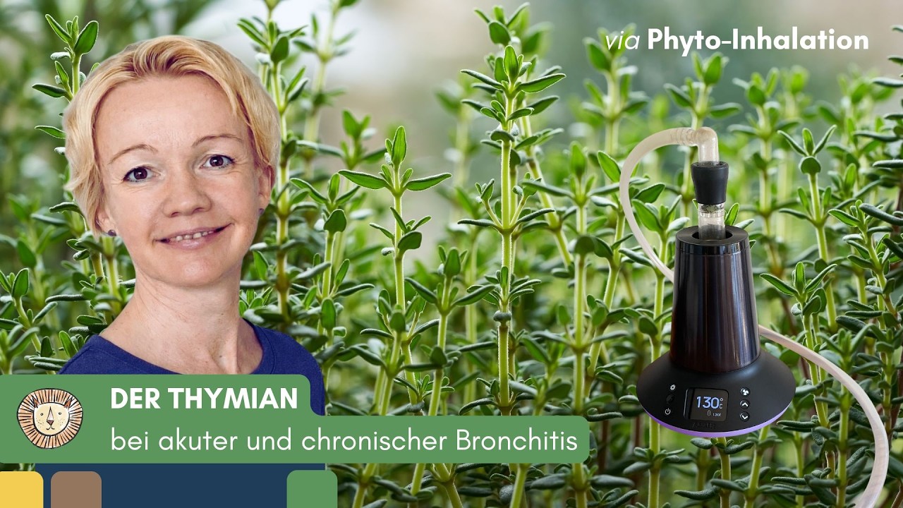 Der Thymian - bei akuter & chronischer Bronchitis sowie bei Schnupfen