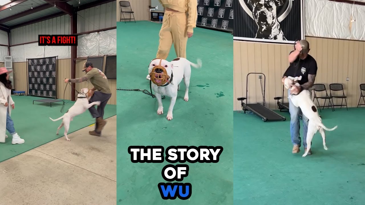 From DANGEROUS DOG to PERFECT COMPANION: The Story of Wu