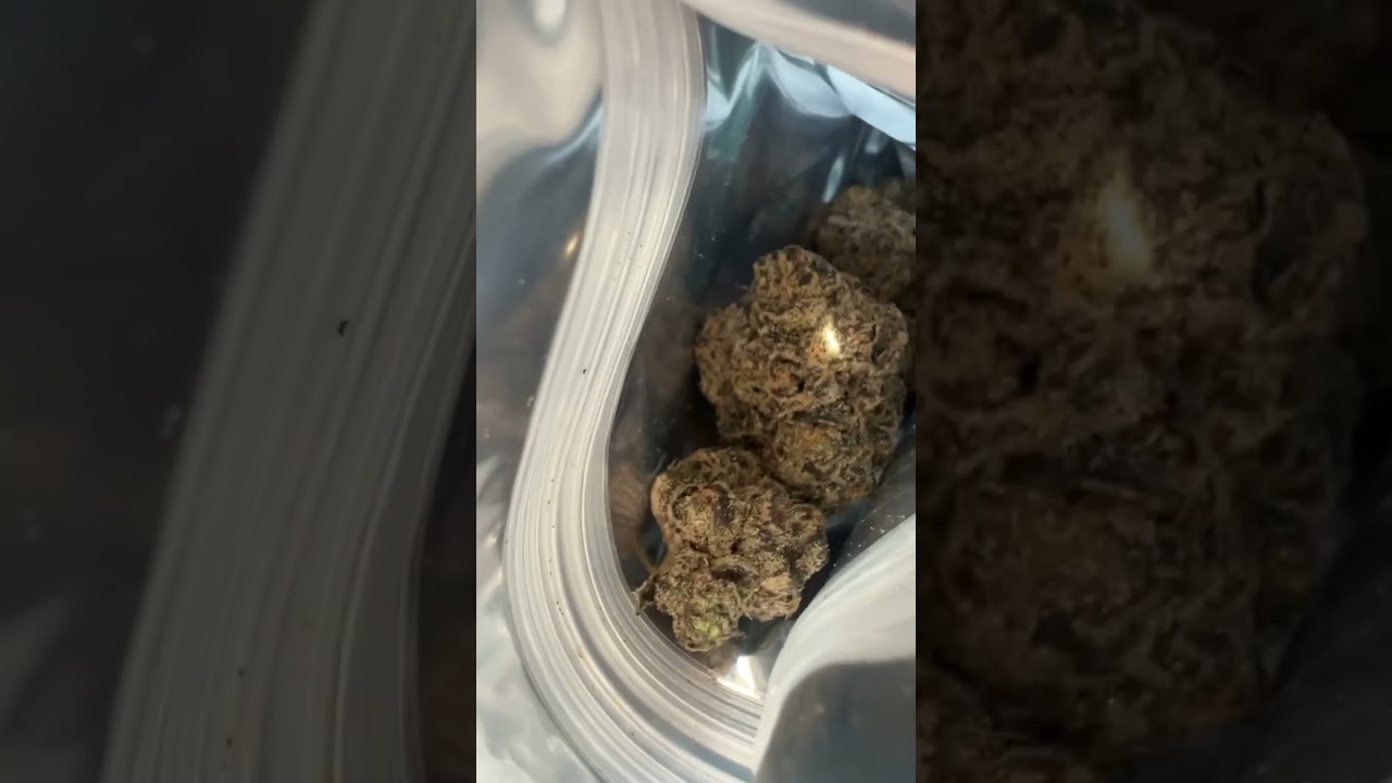 FunYunz From Snaxland Denver #rockymountainhigh #stonersociety #stonersonly #growerscommunity