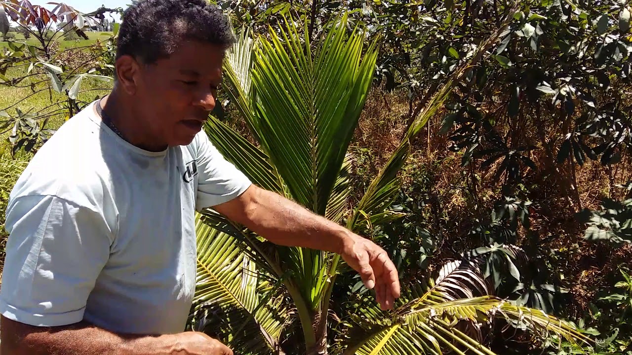 As pragas, que atrapalham o pé de coco.