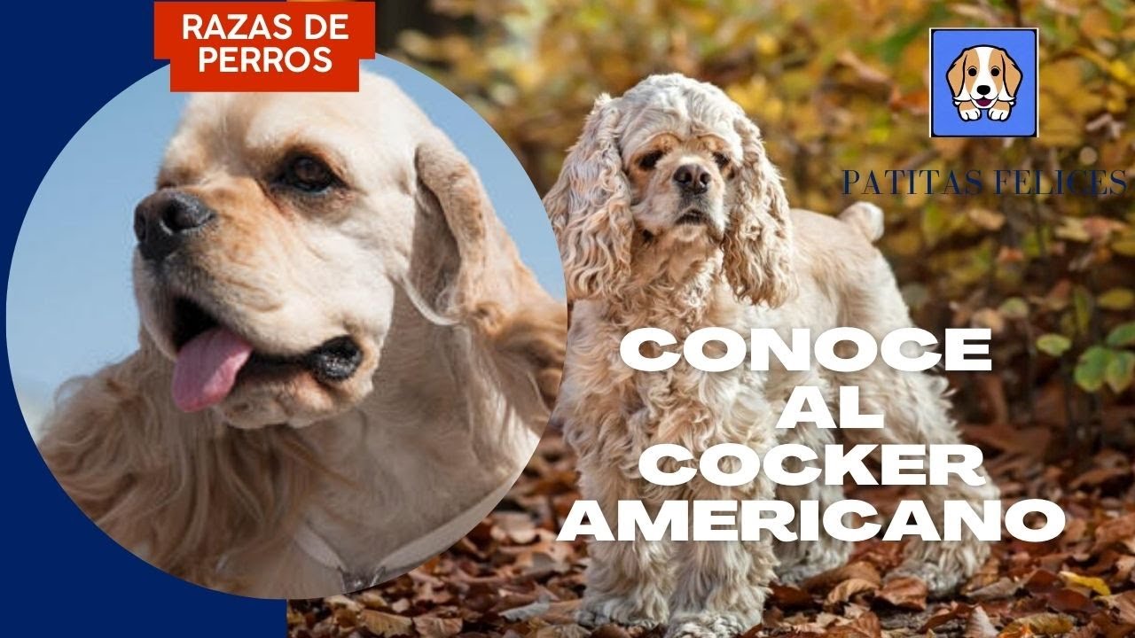 Conoce al Cocker americano: una raza popular en Estados Unidos
