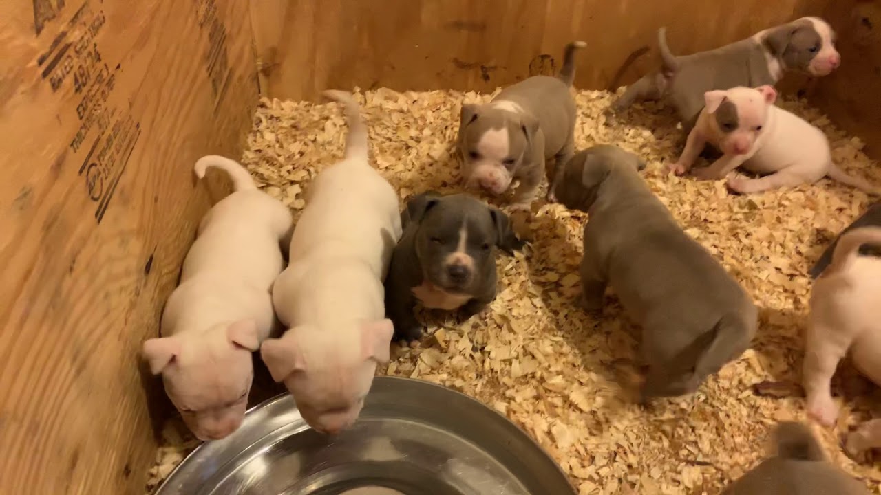 Bully Puppies 4 Week Update