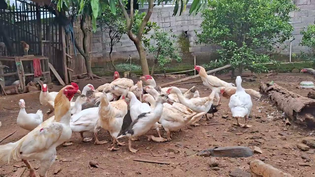 Kasih makan ayam dan mentok sore hari #ayam #entok #muscovyduck #pato #chicken #rooster 