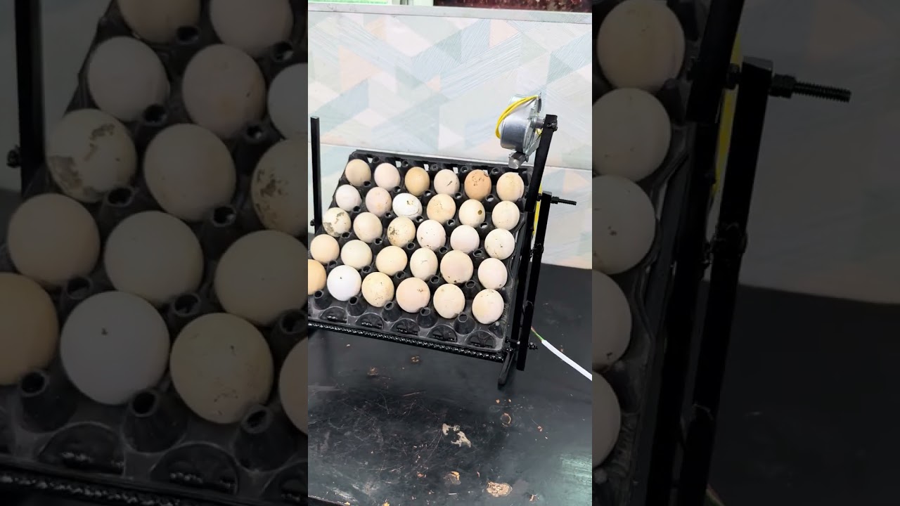 30 eggs automatic egg turner