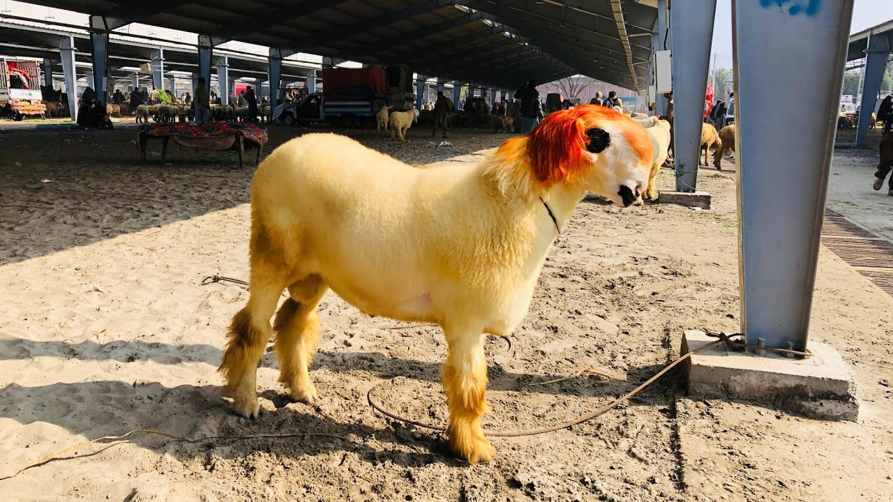 Wednesday update live soda dekhien bakriyan aur bakre full video dekhien HS GOAT FARM 🐐