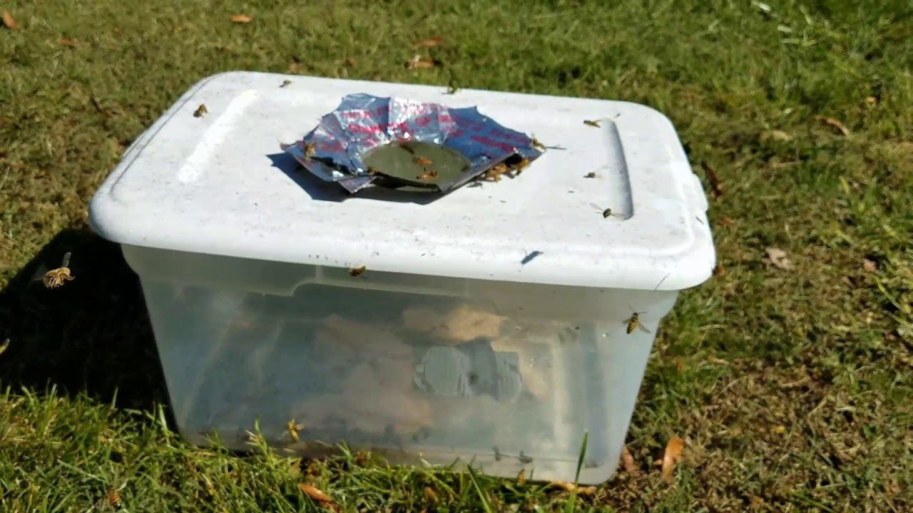 Yellow jacket trap best homemade easy to build