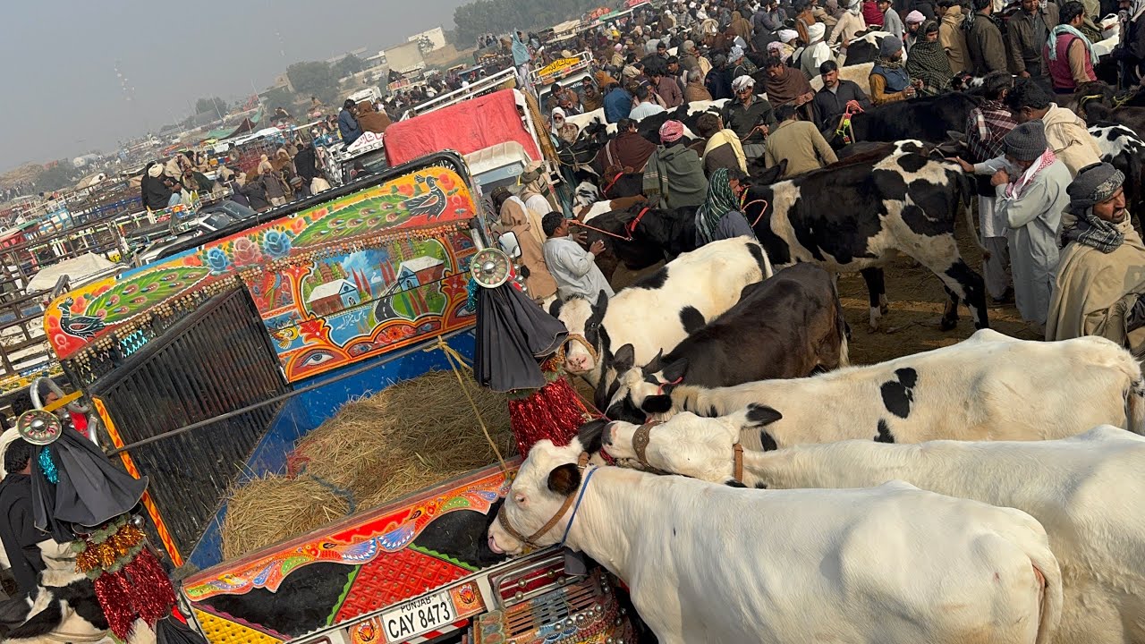 Cow Mandi Today 27/1/26 |Pull Qambar Mandi today| Hf cow | top quality bachriyan 