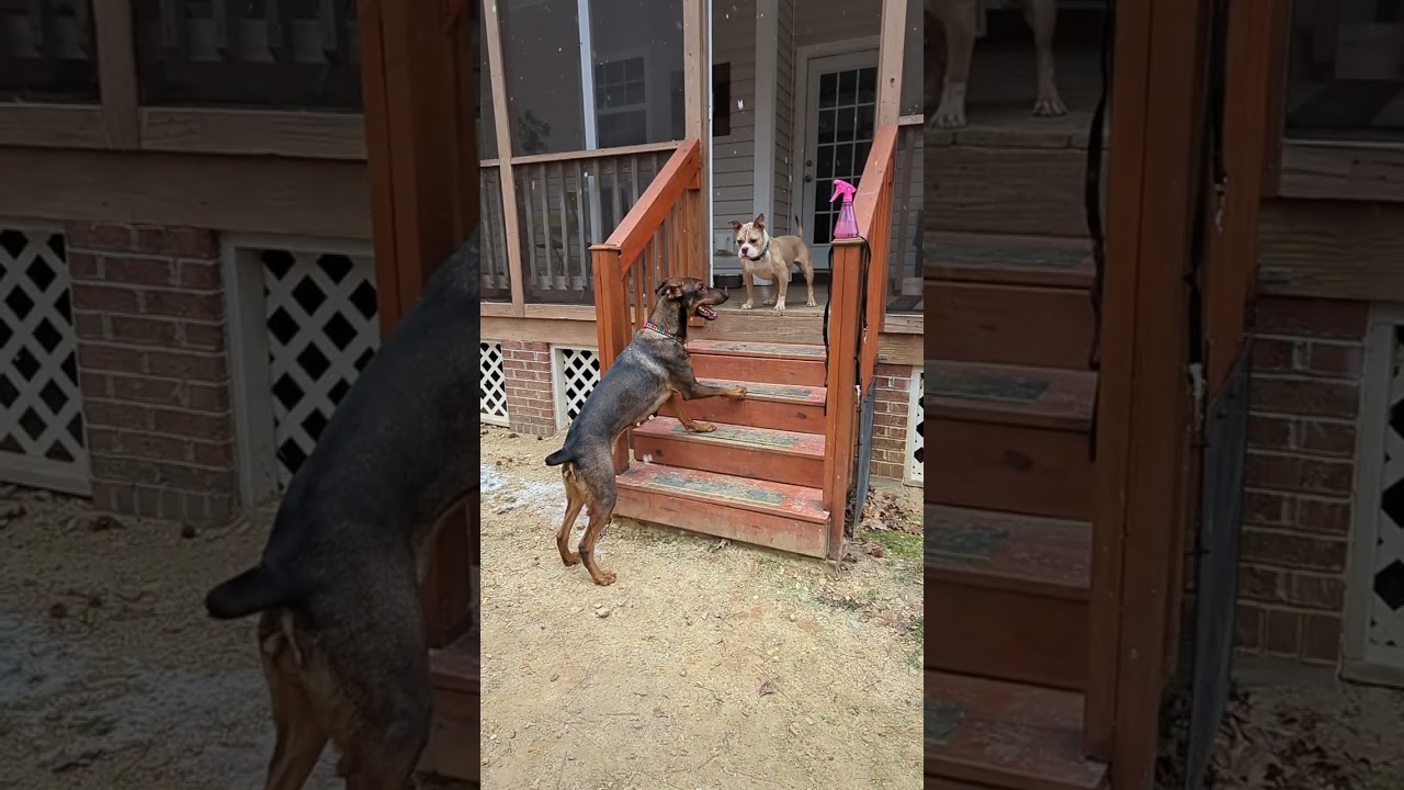 Jules (adopted) and Atlas (adopted 2/16)  20260131