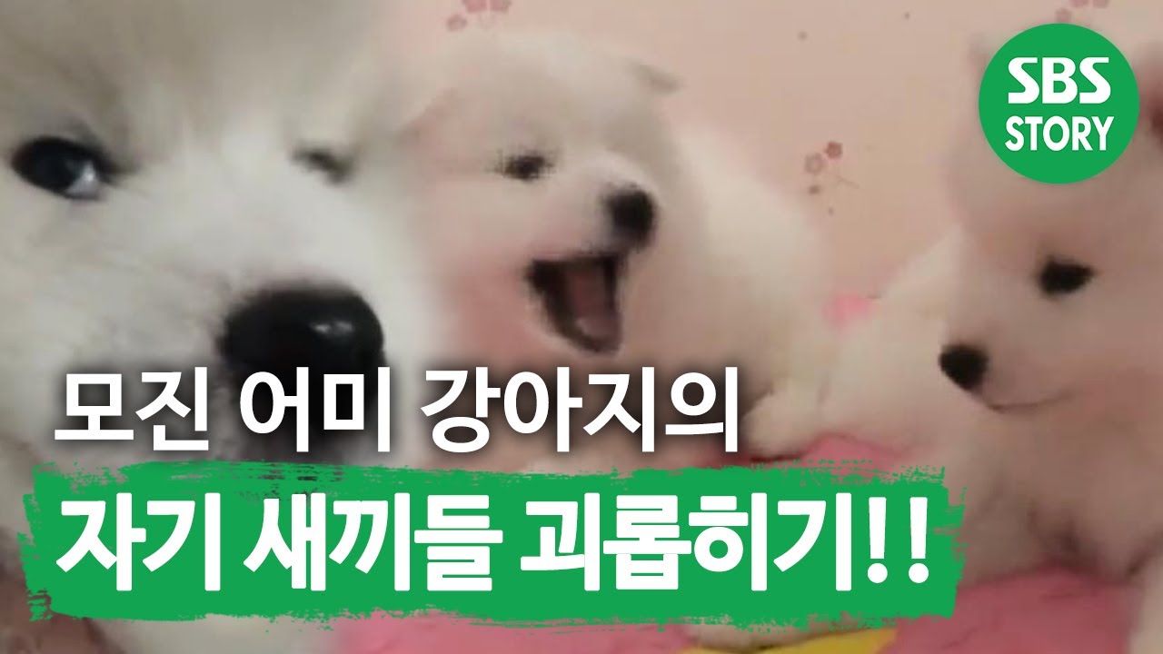 모진 어미 강아지의 자기 새끼들 괴롭히기!! I TV동물농장 (Animal Farm) | SBS Story