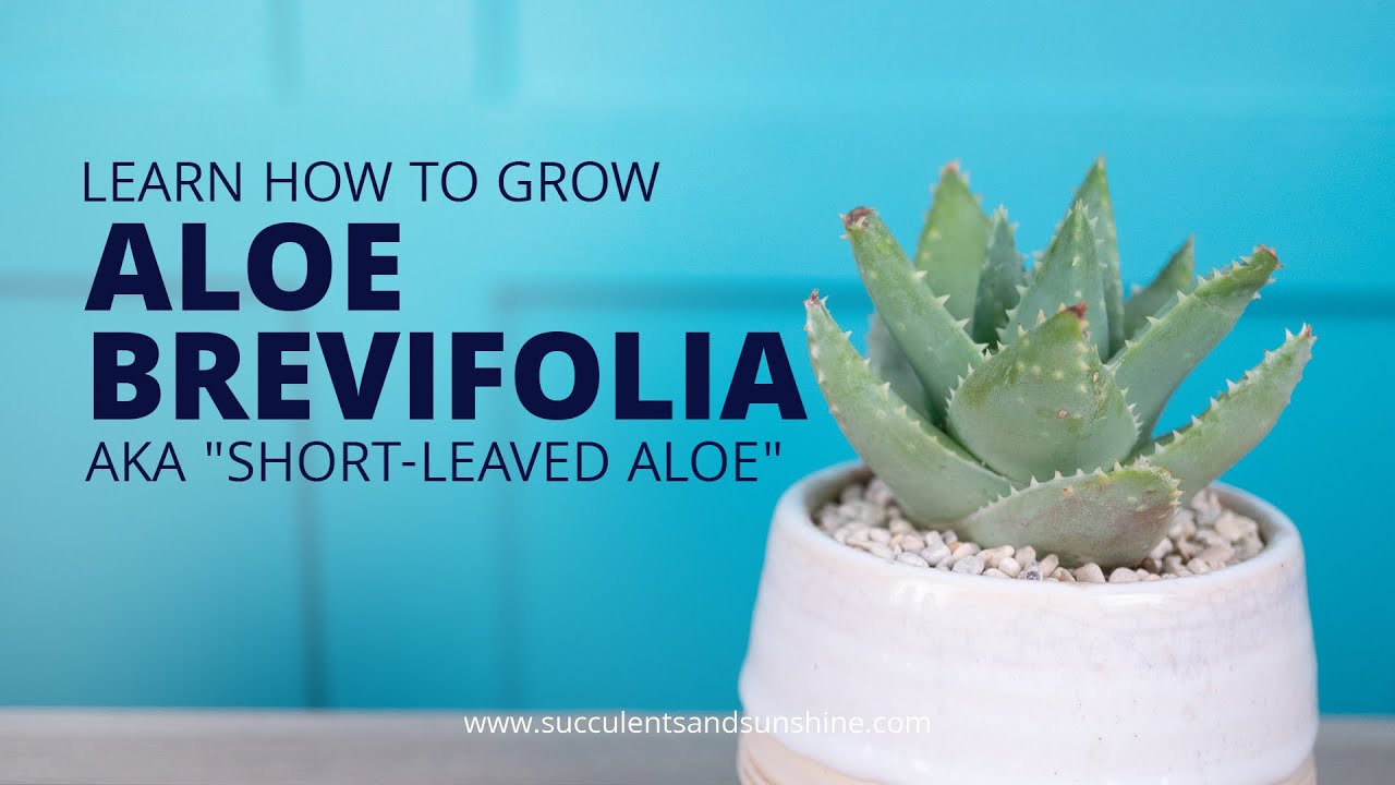Learn how to care for the adorable Aloe brevifolia 