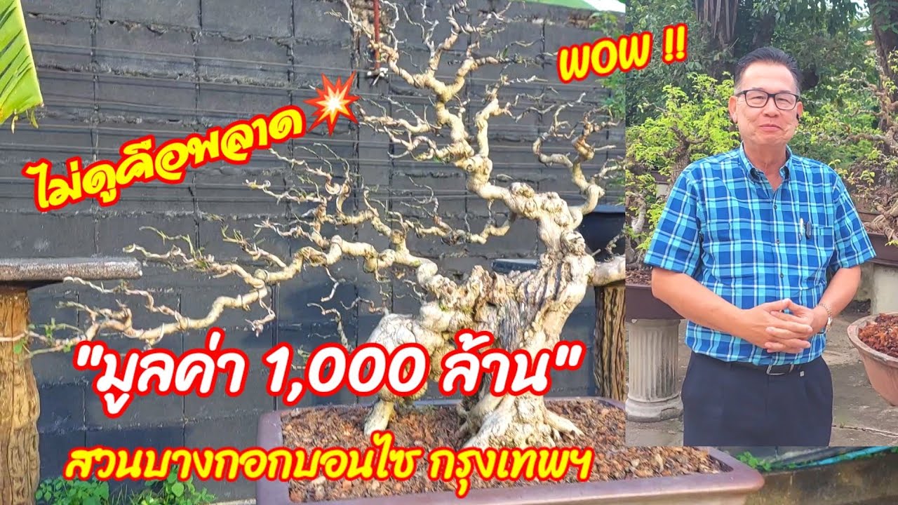 🚩👍 สวนบางกอกบอนไซกรุงเทพฯ💥ใหญ่สุด🔥ที่เคยเห็นมา😍 มูลค่านับ1,000 ล้าน นี่คือพันธุ์แท้บอนไซตัวจริง👍