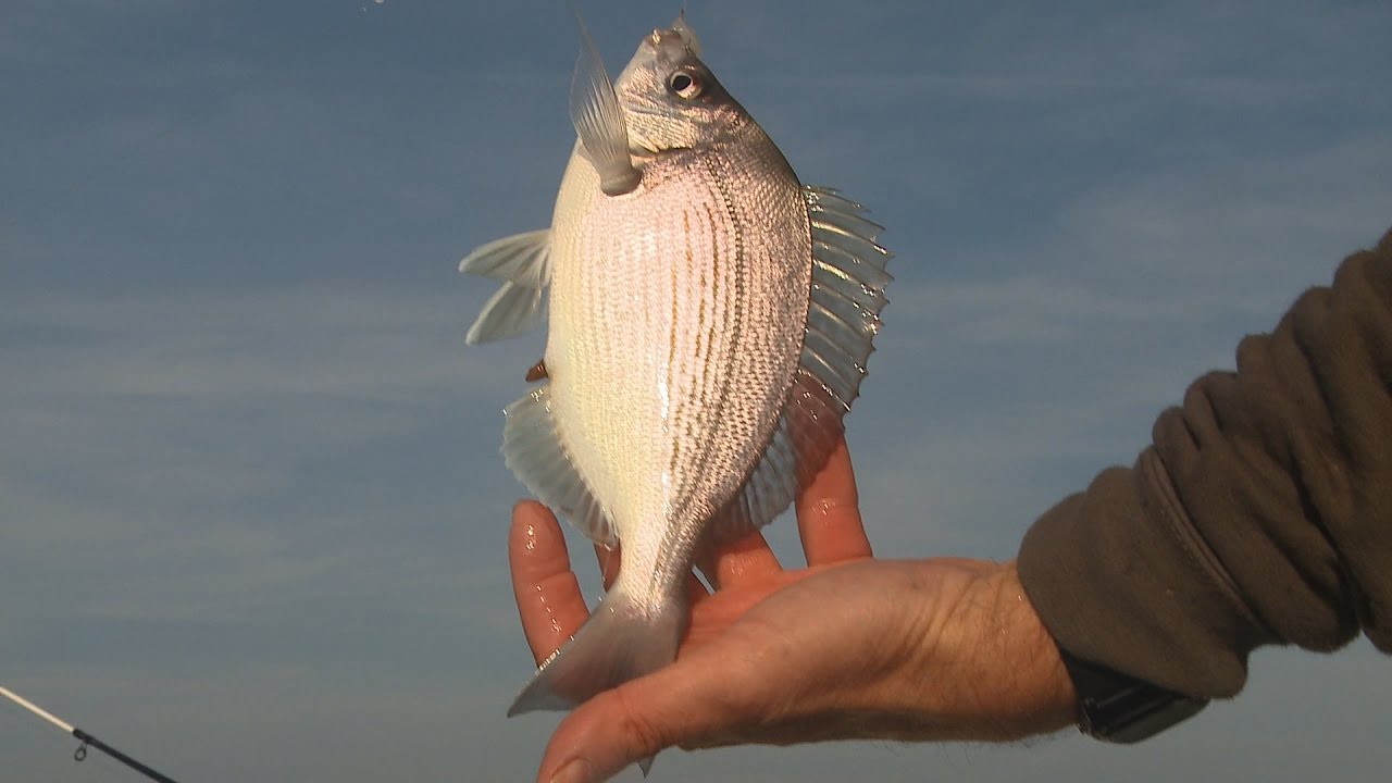 Technique de p&ecirc;che &agrave; la dorade avec Francis COUZINET et OCQUETEAU (english subtitles)