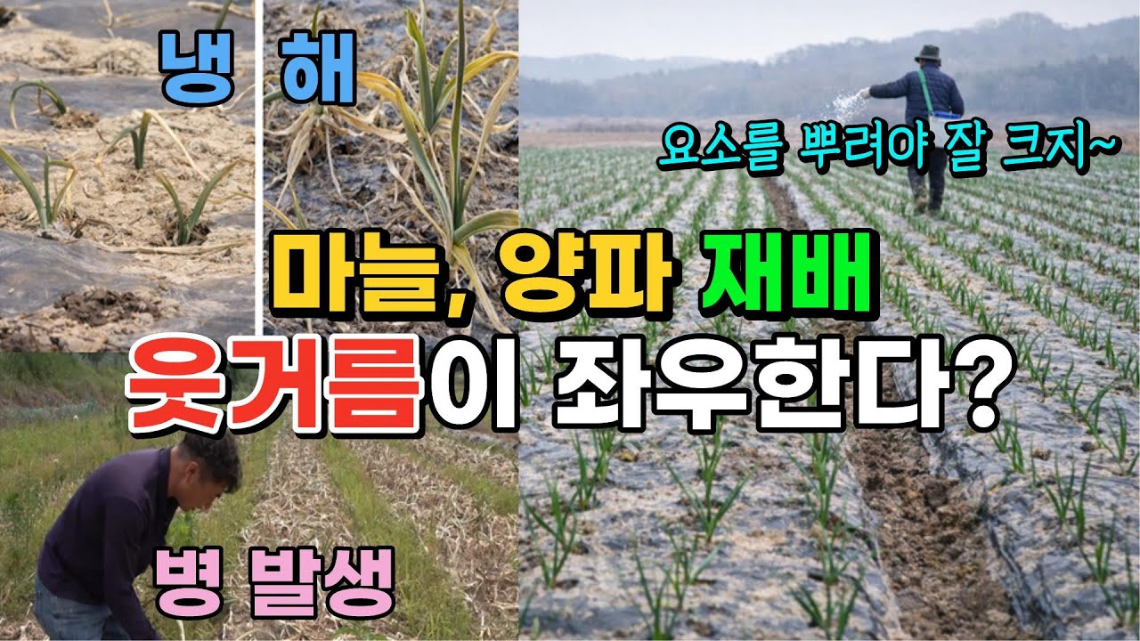 마늘, 양파 냉해, 병 발생 웃거름이 좌우? 불량기후 시대 마늘, 양파 웃거름은?