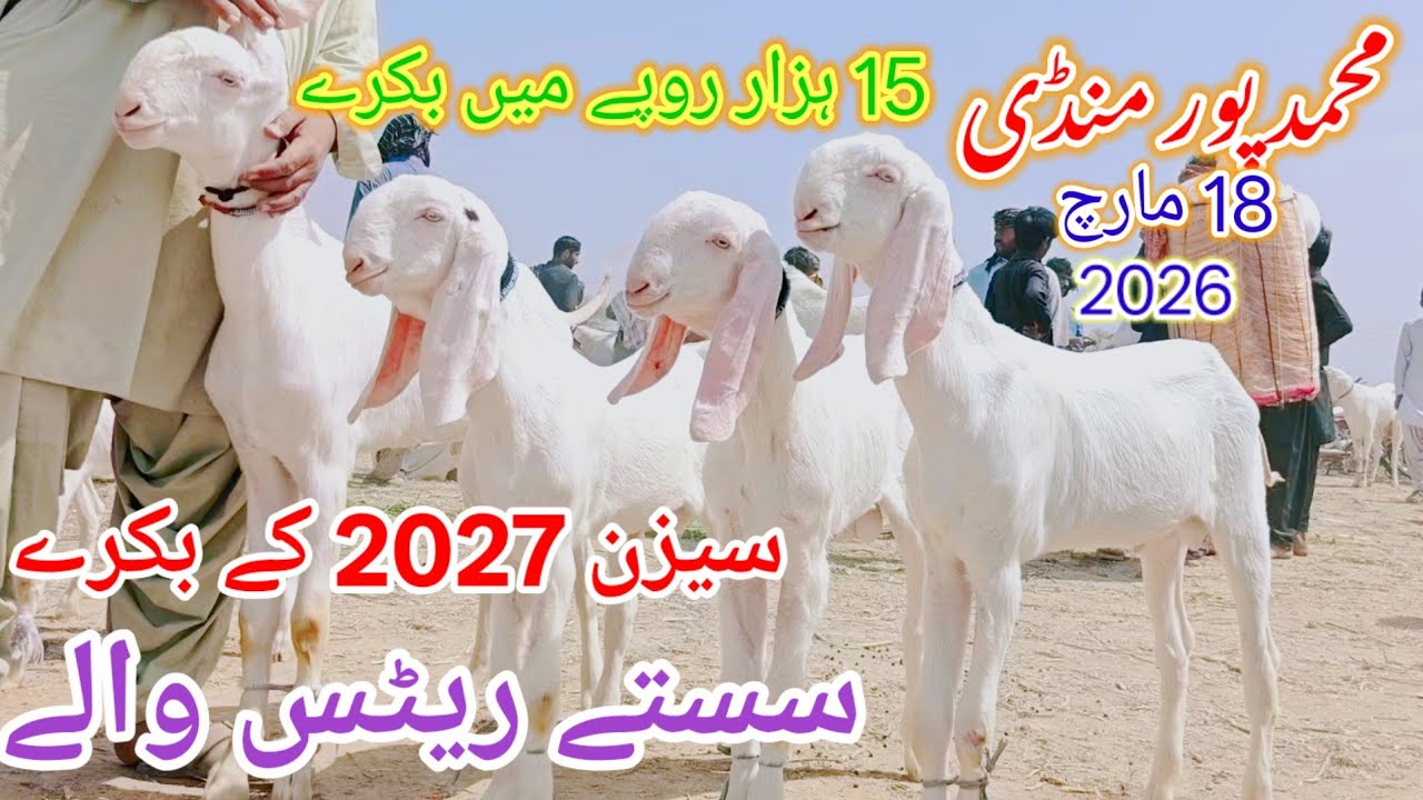 16 March 2026 Mohammed Pur Punjab Bakra mandi سیزن 2026 کے بکرے start rates 15000 محمد پور منڈی 