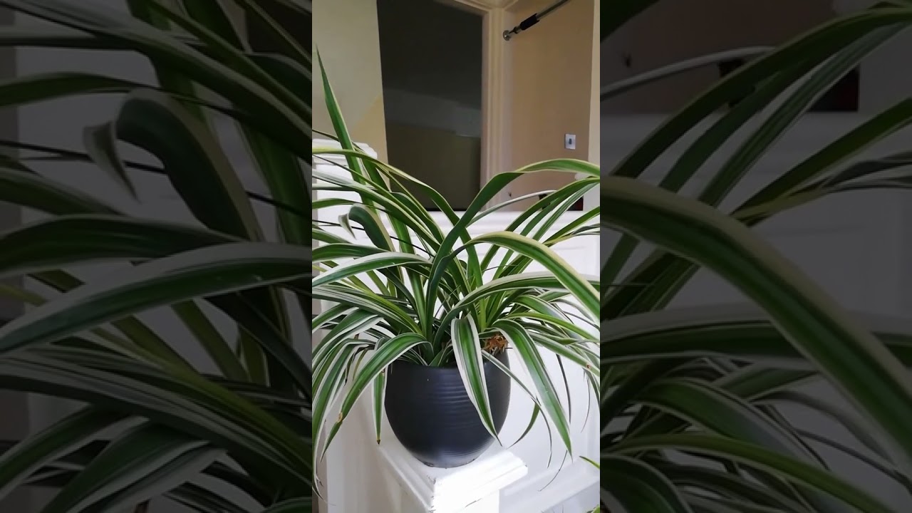 My Spider Plant has so many Babies!