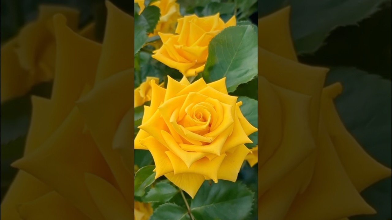 Magic yellow roses flowers in the garden #beautiful #roseflower #gaảden (24/4)