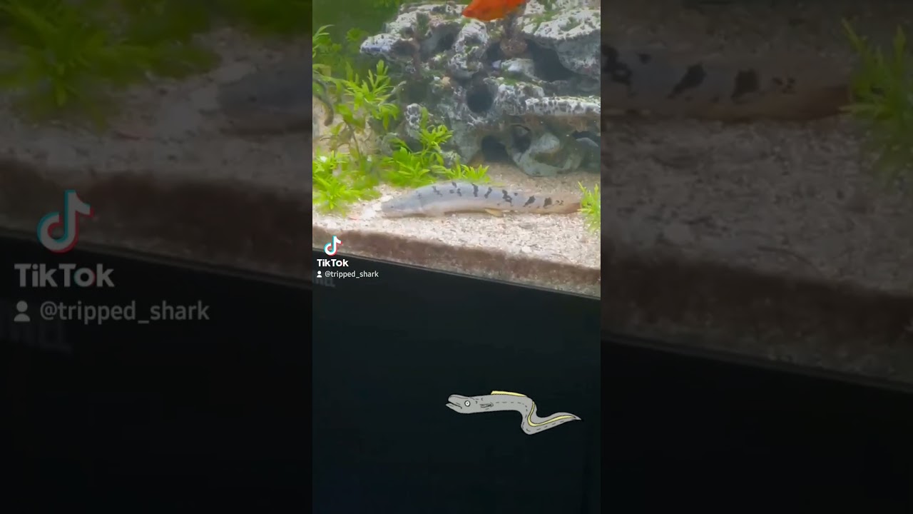 #feuerstachelaal #s&uuml;&szlig;wassermur&auml;ne #fl&ouml;sselhecht #freshwater #aqaurium #hobby #futterzeit